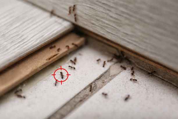 Best Emergency Pest Control  in Rockford, MI